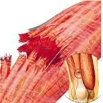 Acompanhamento Médico