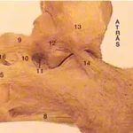 Traumatologia Esportiva